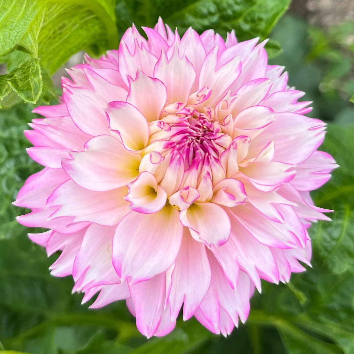 Hollyhill Pinkie