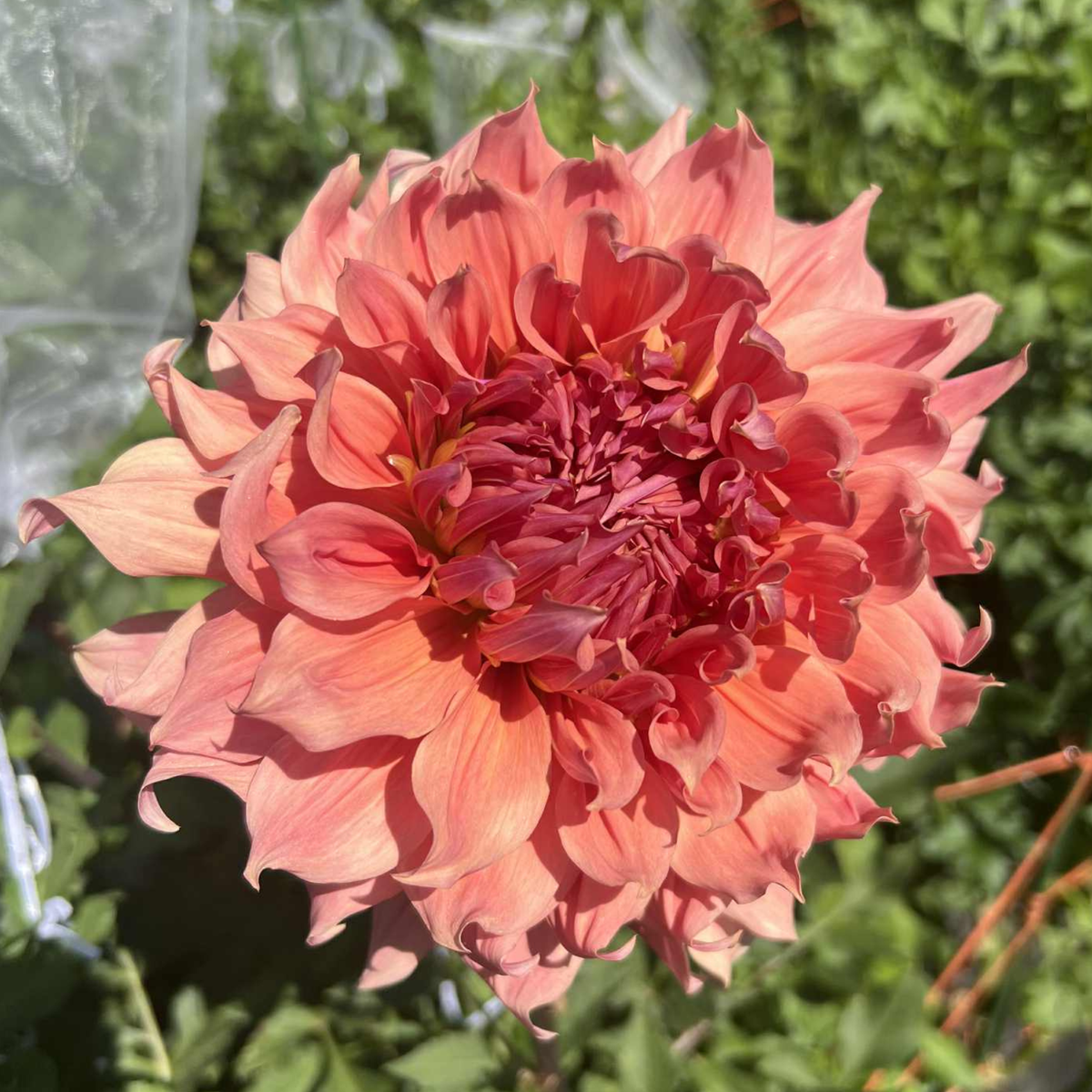 Sierra Glow