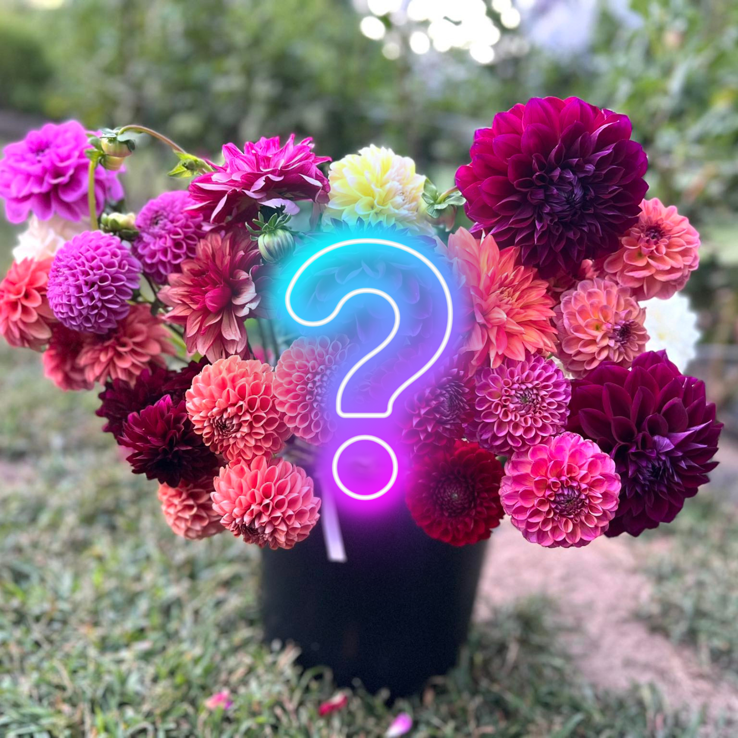 Mystery Tuber