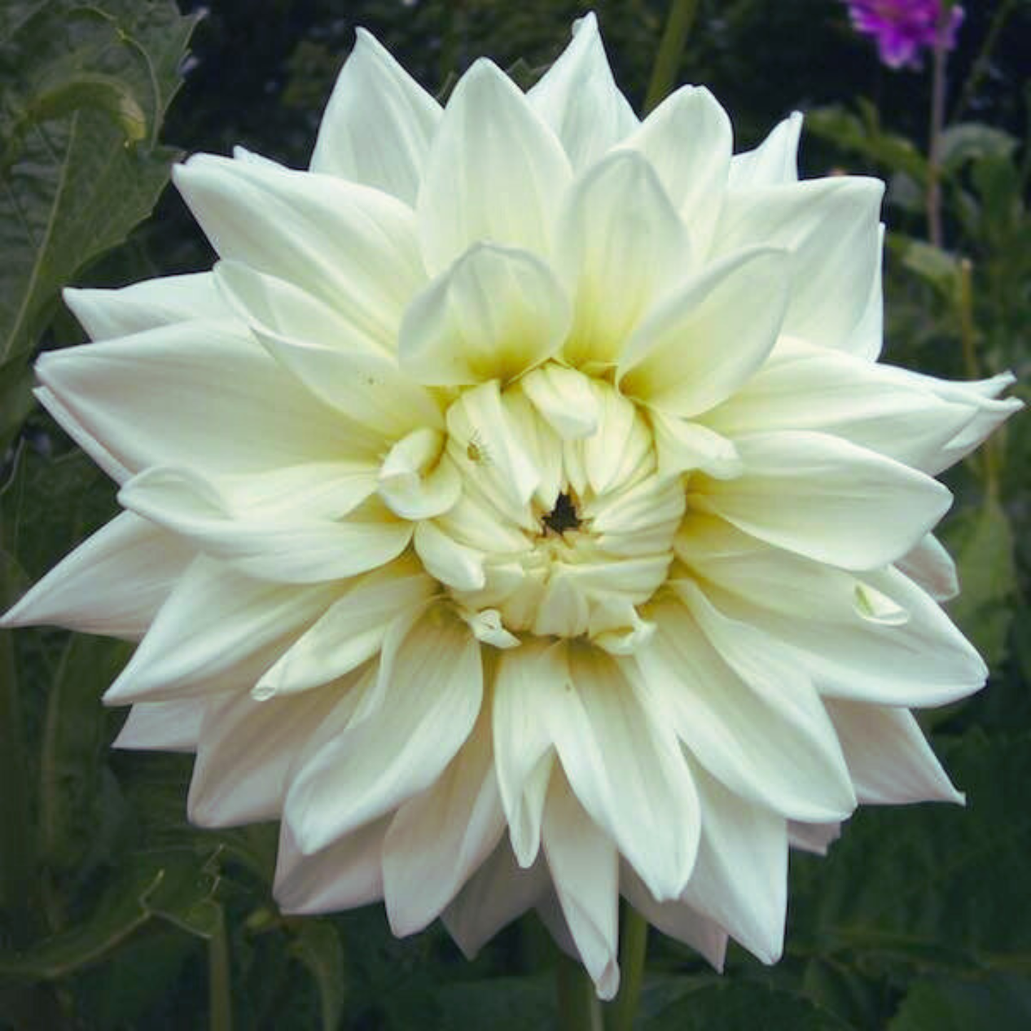 White Alva