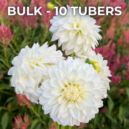 Blizzard (Bulk 10 Tubers)