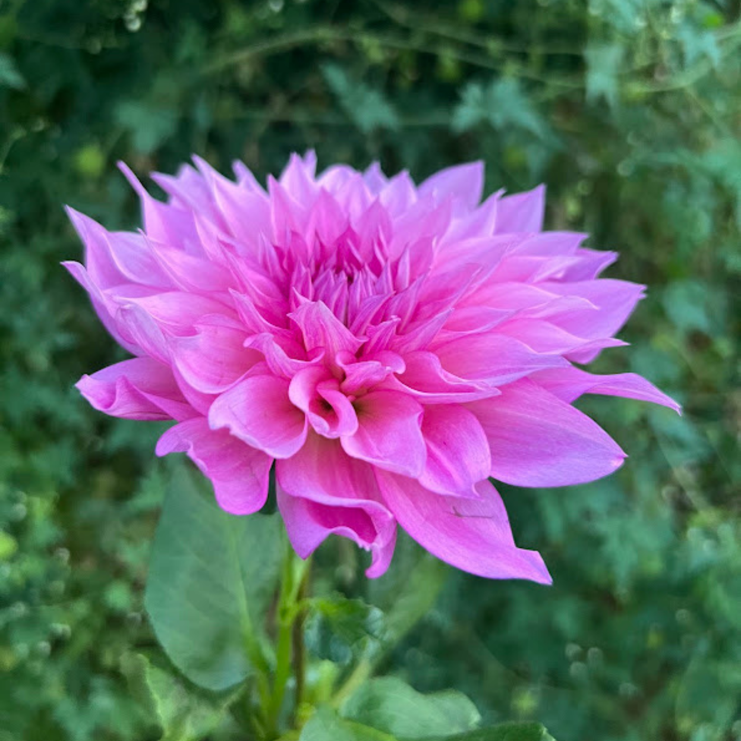 Cafe au Lait Rose