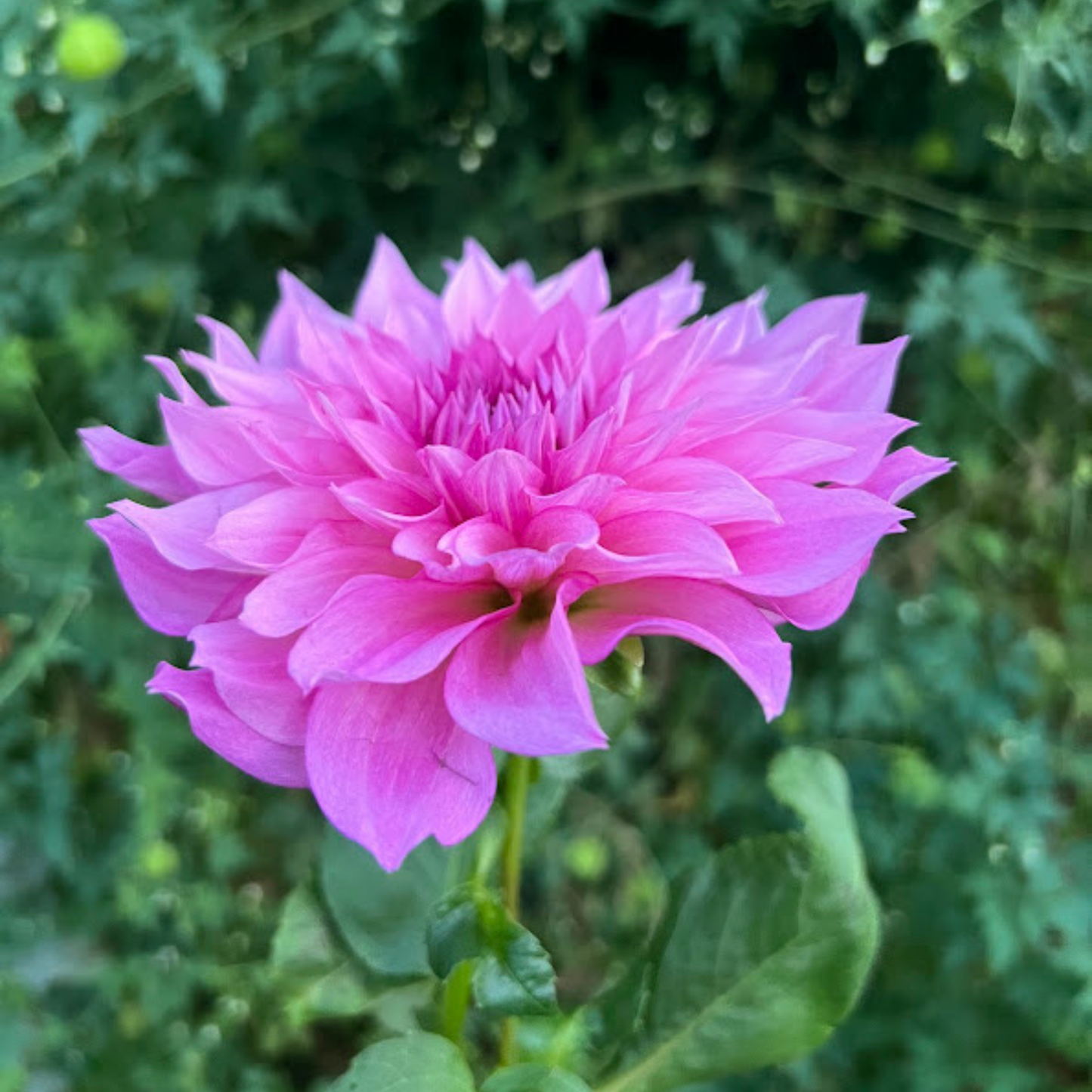 Cafe au Lait Rose