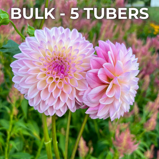 Castle Drive (Bulk 5 tubers)