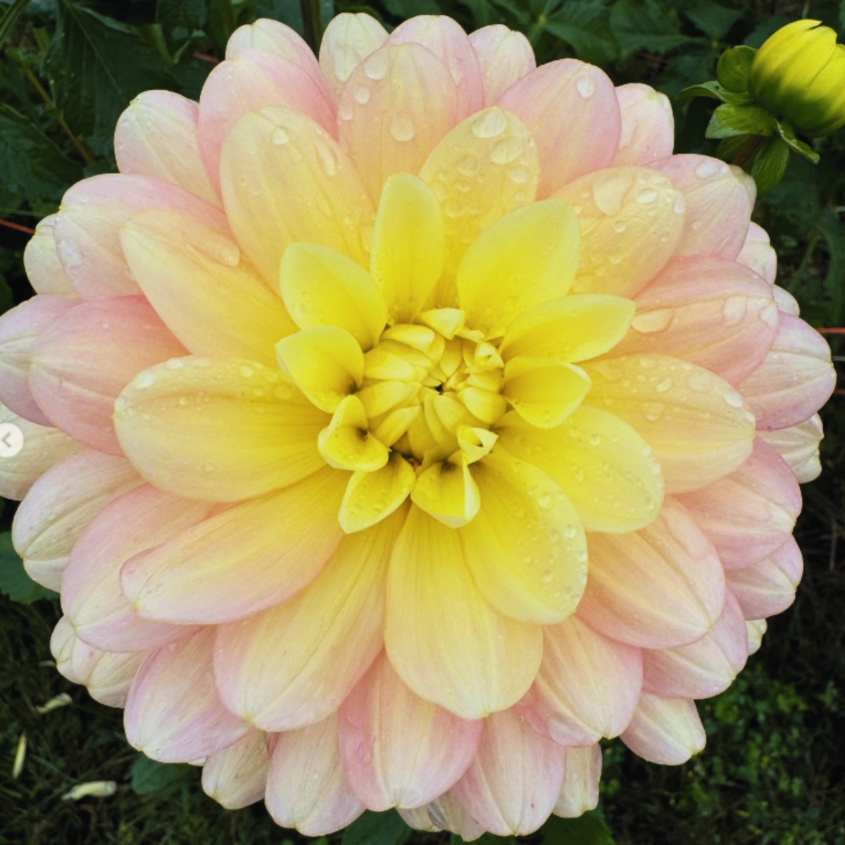 Day Dreamer