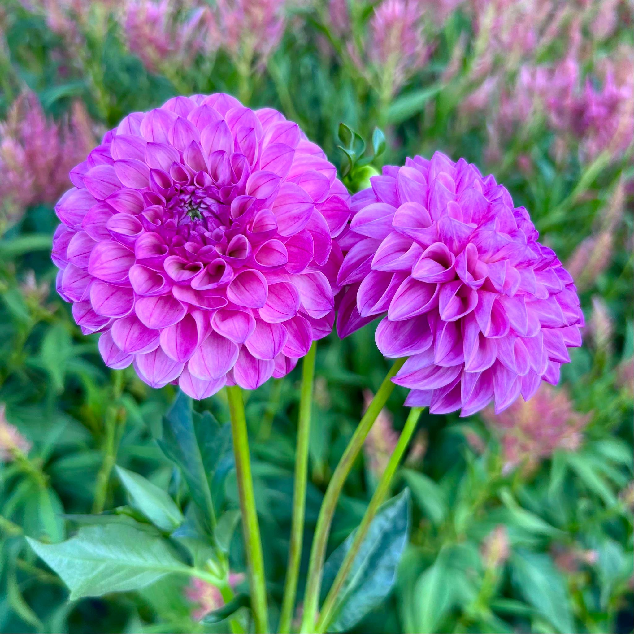 Pinki Robi Pink Robin Hood – Neverland Flower Farm