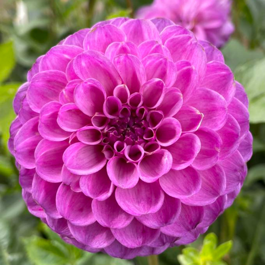 Robann Royal