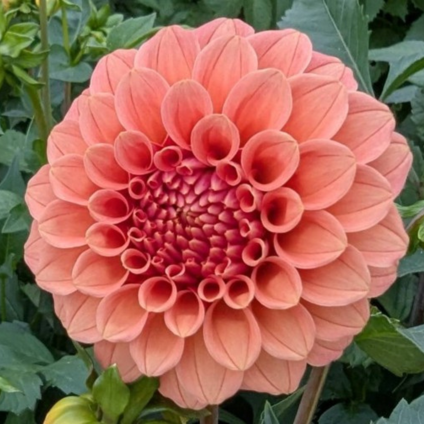 Rose Toscano