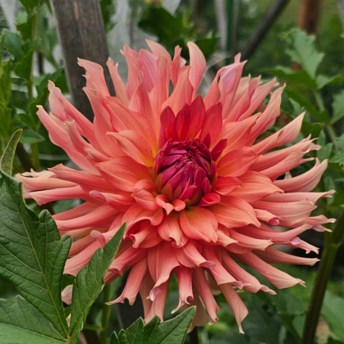 Terracotta