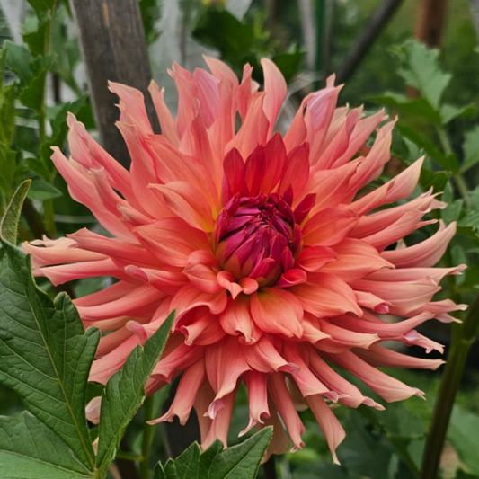 Terracotta