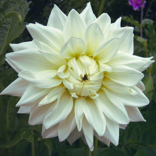White Alva